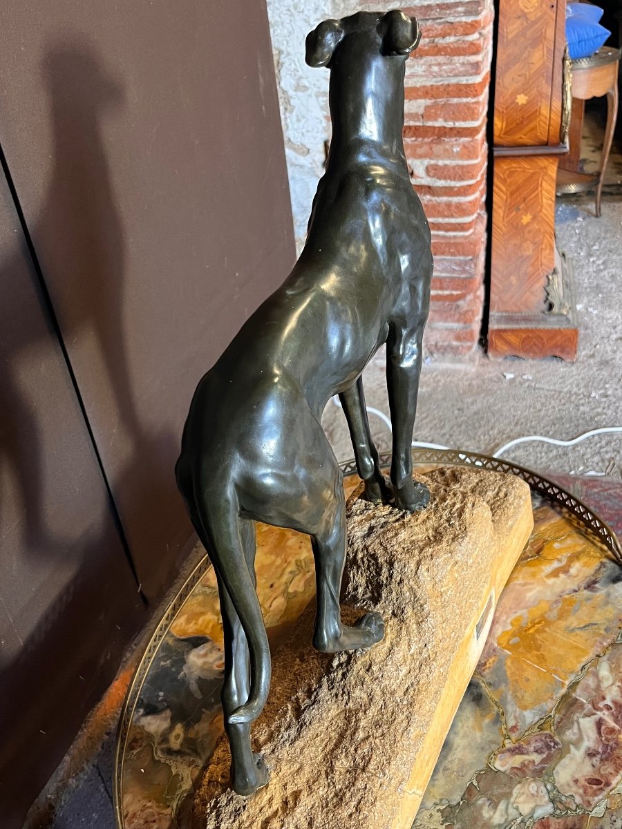 Jules Edmond Masson Large Bronze Greyhound (ht:56cm)-photo-5