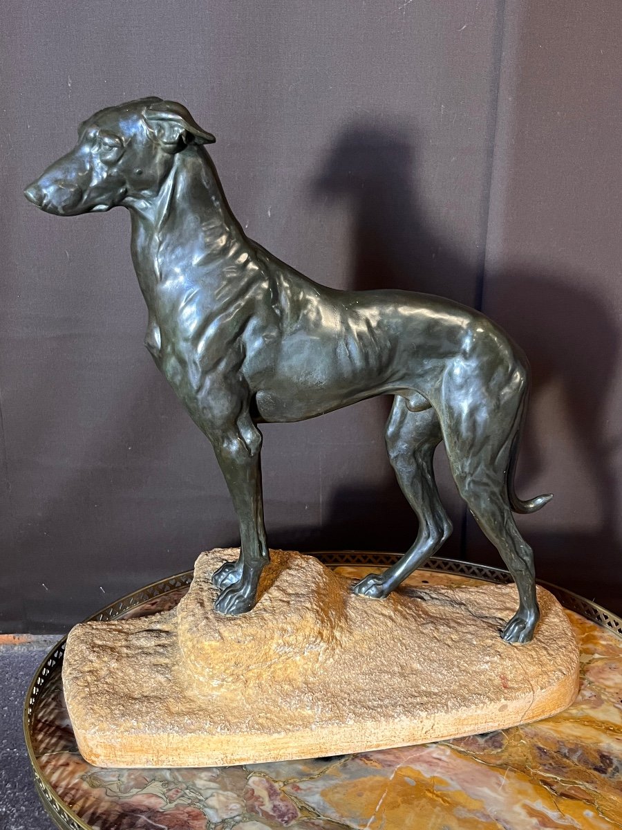 Jules Edmond Masson Large Bronze Greyhound (ht:56cm)