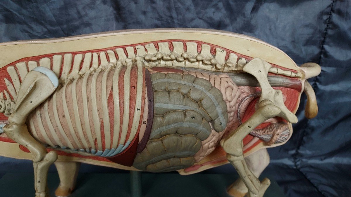 Anatomical Pig, Germany, Early 20th Century -photo-1