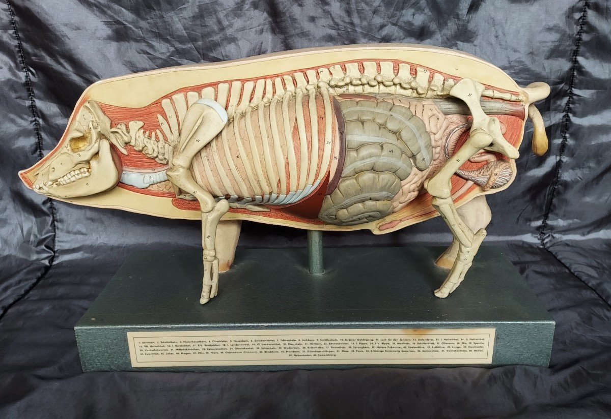 Anatomical Pig, Germany, Early 20th Century 