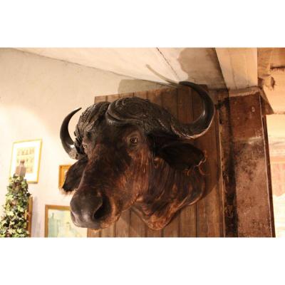 Buffalo Trophy