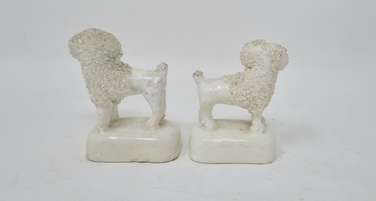 Lloyd Shelton Staffordshire Poodles-photo-2