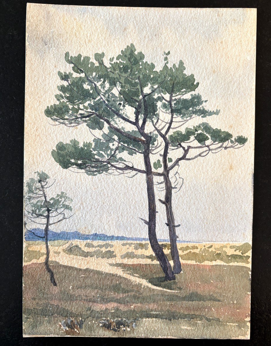 André Morisset (1876-1954), Pine Tree By The Sea, Watercolor Drawing-photo-2