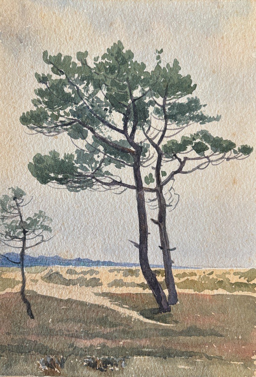 André Morisset (1876-1954), Pine Tree By The Sea, Watercolor Drawing