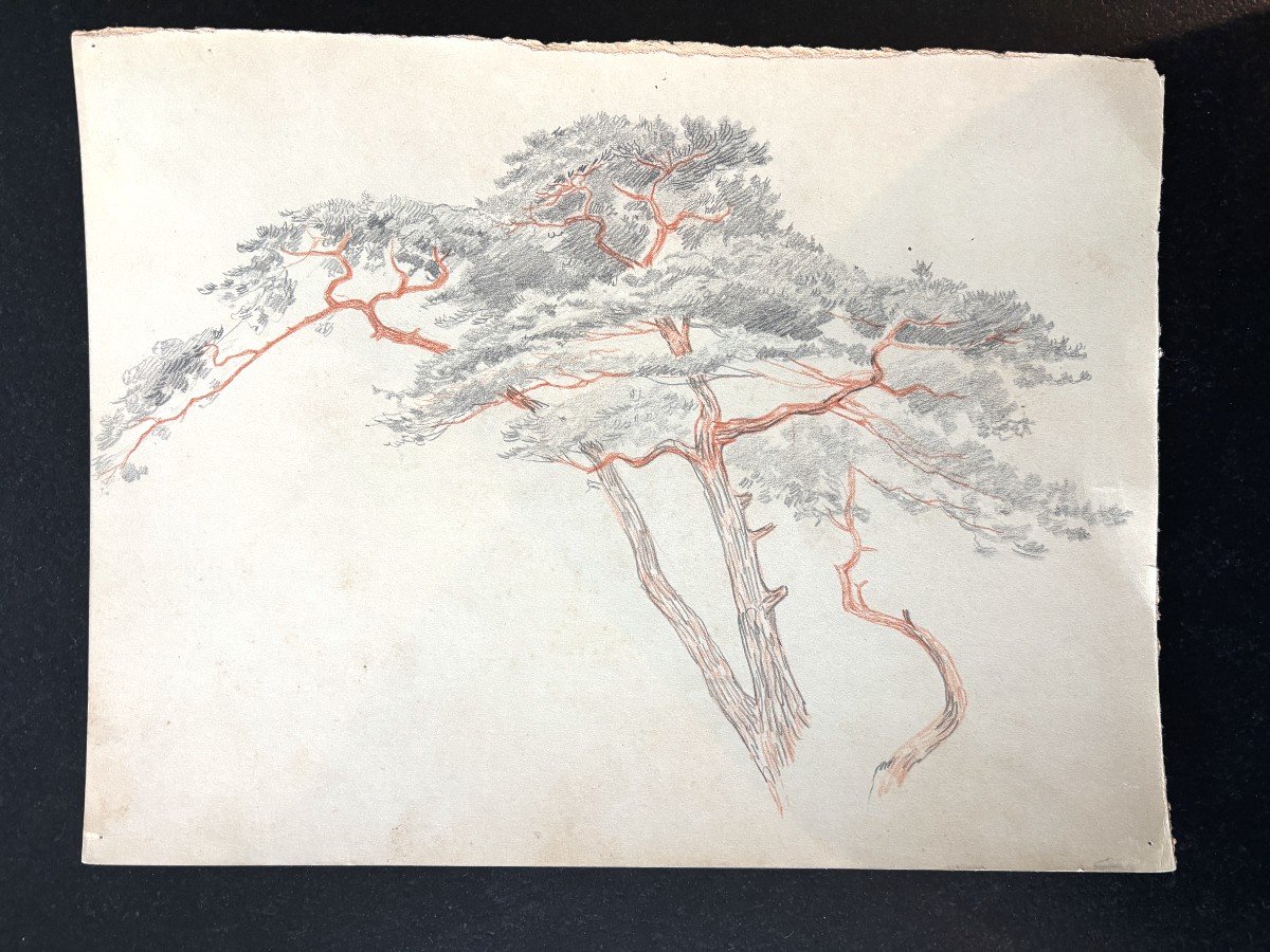 André Morisset (born 1876), Study Of Pine, Pencil Drawing-photo-2