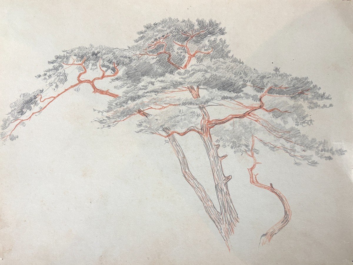 André Morisset (born 1876), Study Of Pine, Pencil Drawing