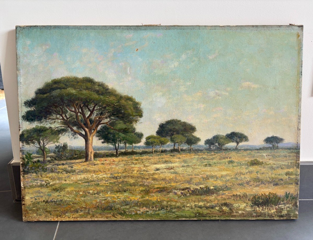 Jean-baptiste Eliche (born In 1866), Landscape: Umbrella Pines In Hyères In The Var, Oil On Canvas-photo-2