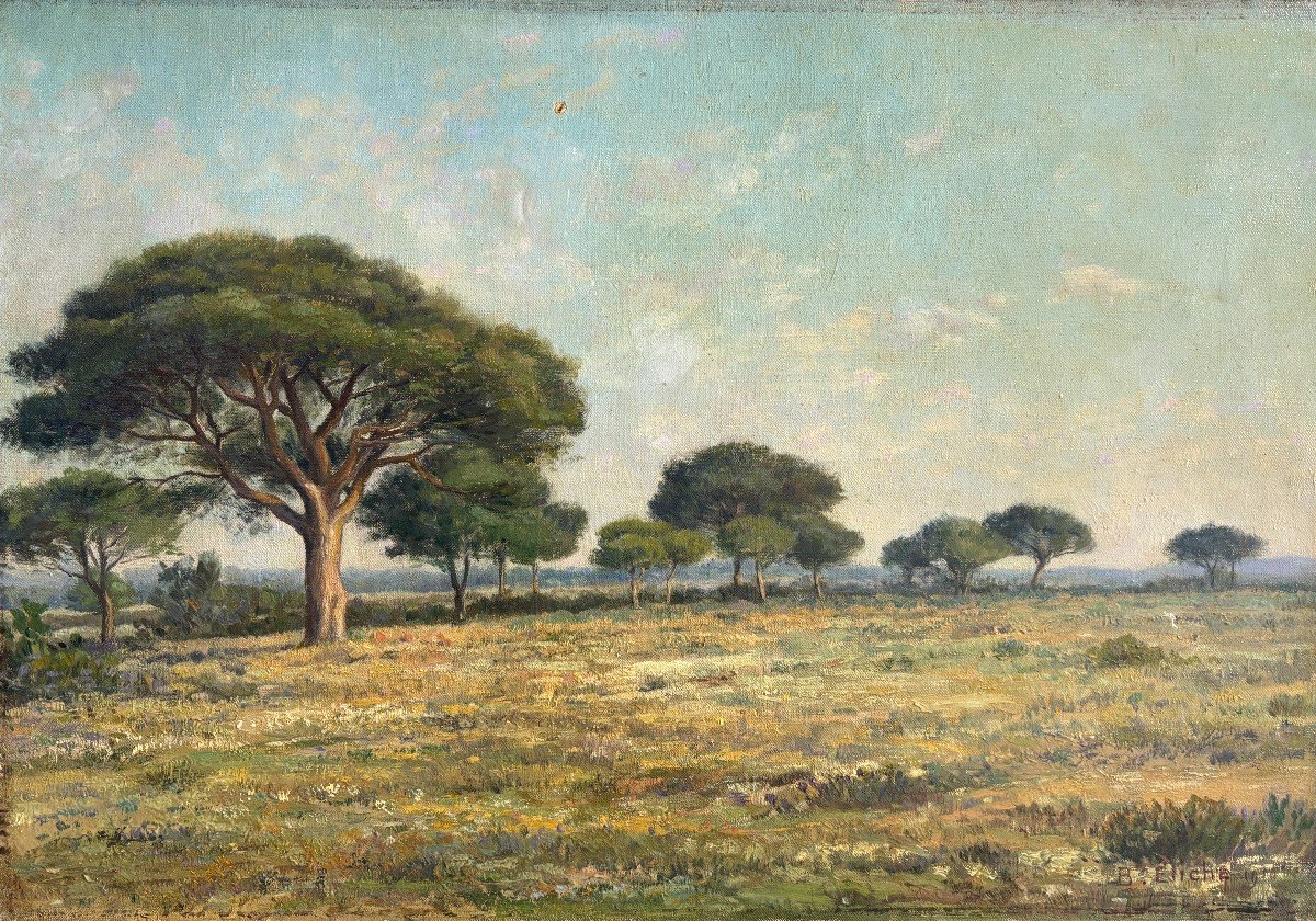 Jean-baptiste Eliche (born In 1866), Landscape: Umbrella Pines In Hyères In The Var, Oil On Canvas