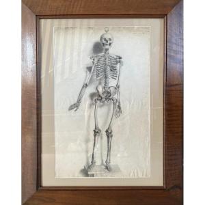 French School Around 1850, Large Drawing: Anatomical Study, Human Skeleton