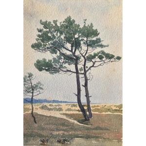 André Morisset (1876-1954) , Pin En Bord De Mer, Dessin à l'Aquarelle