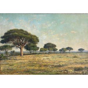 Jean-baptiste Eliche (born In 1866), Landscape: Umbrella Pines In Hyères In The Var, Oil On Canvas