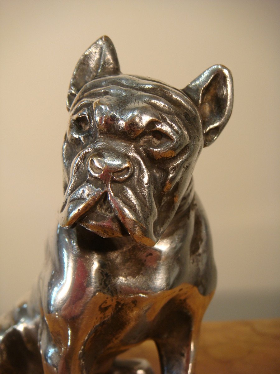 Bulldog Sculpture In Silver Bronze Bourcart - Period Circa 1930 -photo-3