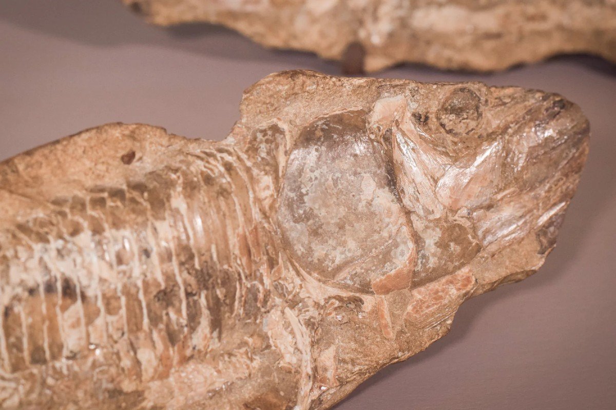 Les Deux Faces d'Un Fossile De Poisson (probablement Un Aspidorhynchus Aspidohyachus Comptoni)-photo-3