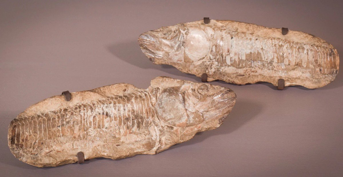 Les Deux Faces d'Un Fossile De Poisson (probablement Un Aspidorhynchus Aspidohyachus Comptoni)