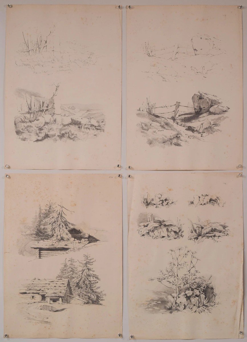 Set Of 11 - Pencil Studies Of Nature