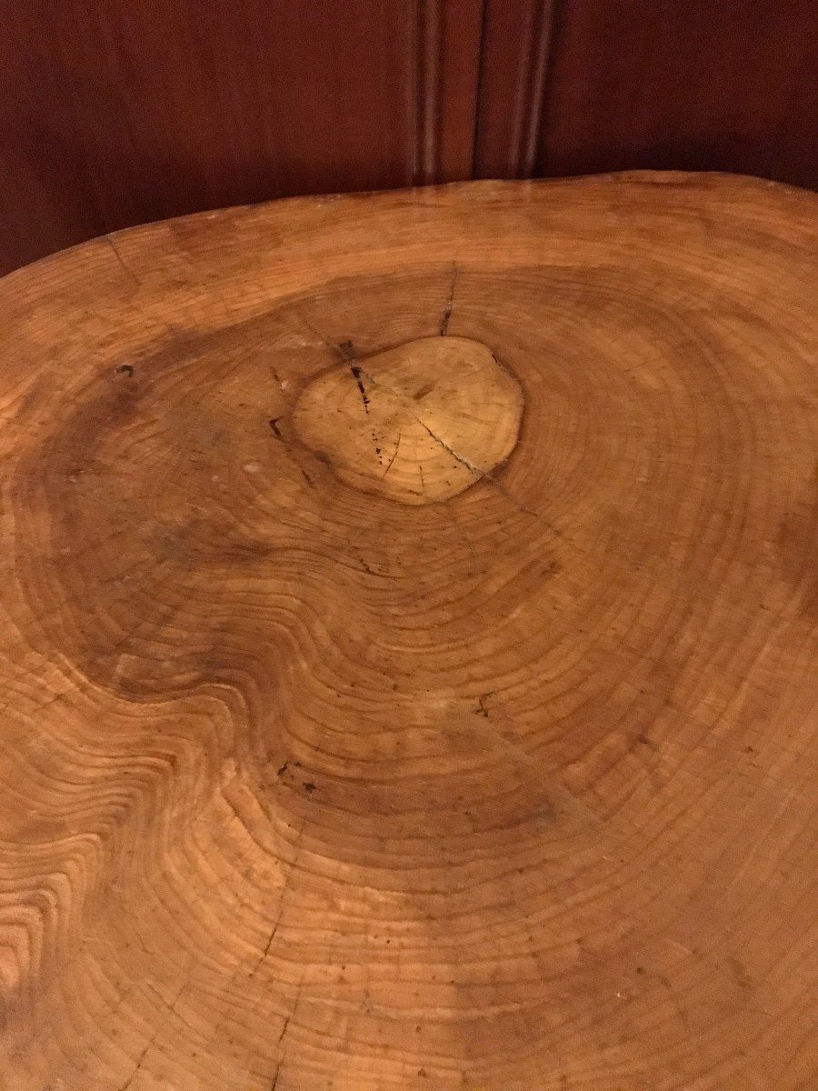 Brutalist Art Tree Trunk Table In Turtle Shape Year 1960-photo-2