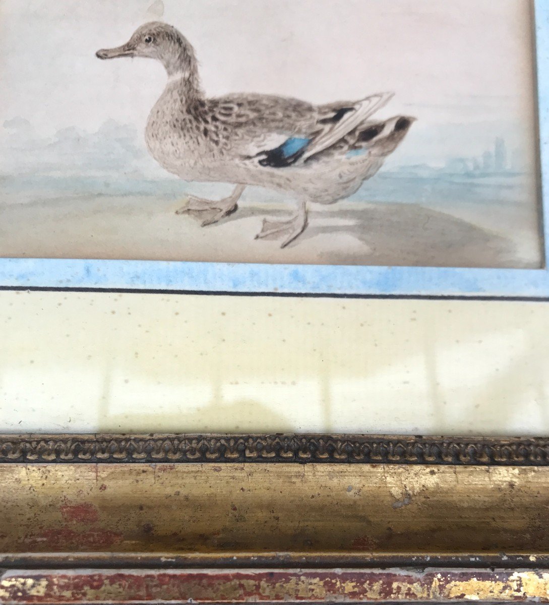 Aquarelle Encadrée Représentant Un Canard Début XIXème Siècle -photo-3