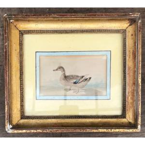 Framed Watercolor Representing A Duck Early 19th Century 