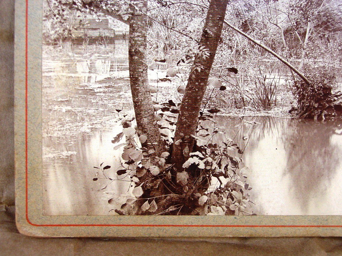 2 Tree Studies Albuminated Photos 1905 (format: 20 X 14 Cm.)-photo-3