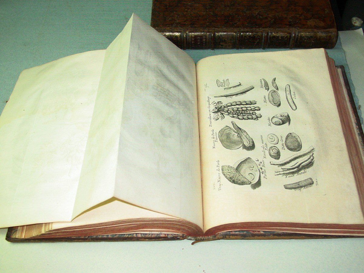 1735 General History Of Drugs By Pomet Chez Ganeau-photo-7