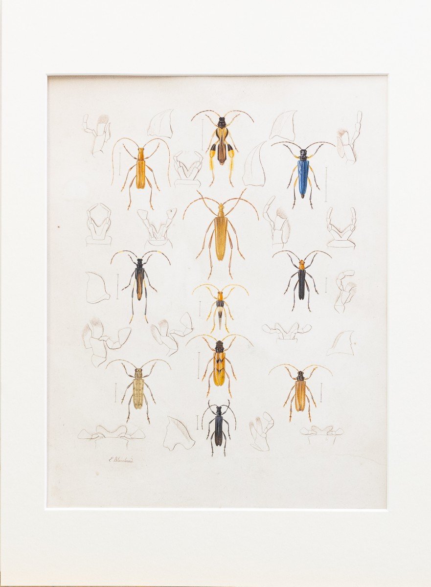 Emile Theophile Blanchard, aquarelle sur papier, "Etude d'insectes", 19e siècle-photo-2