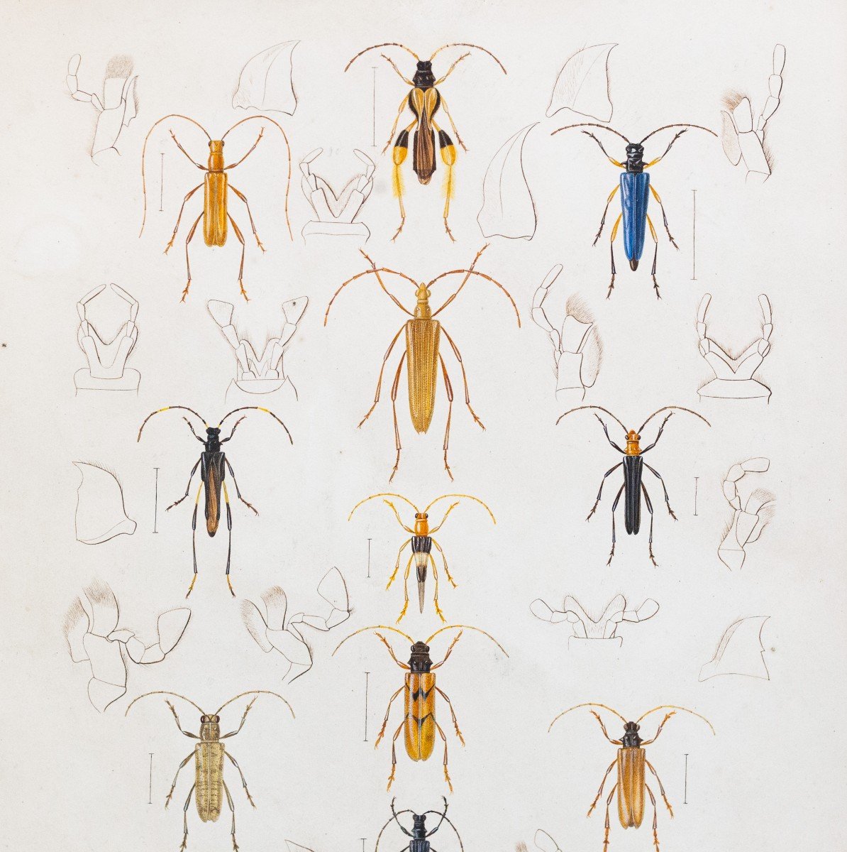 Emile Theophile Blanchard, aquarelle sur papier, "Etude d'insectes", 19e siècle-photo-1