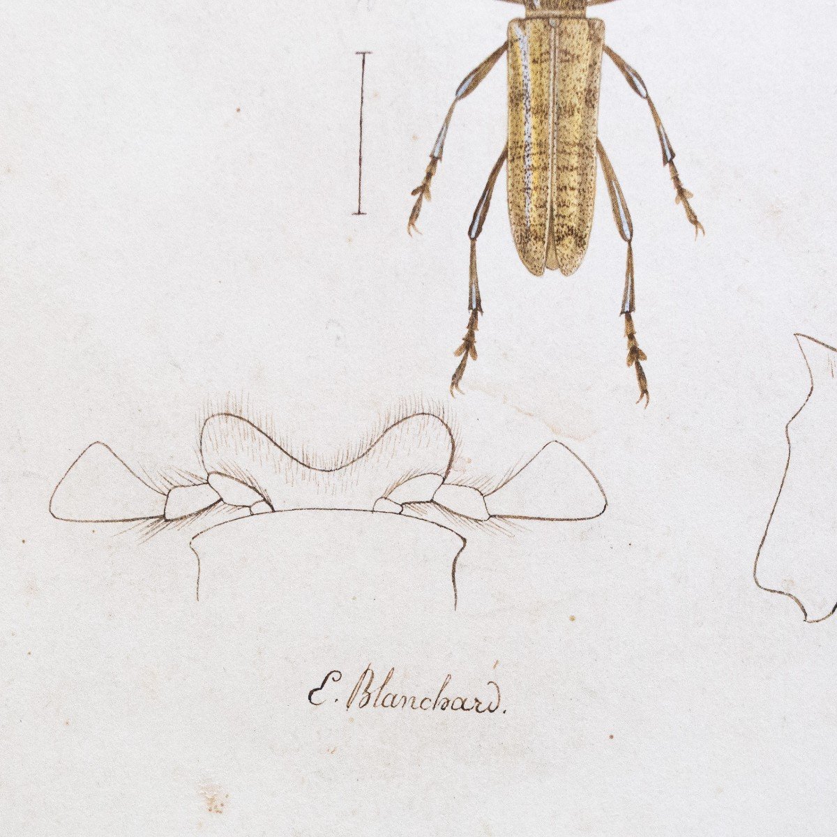 Emile Theophile Blanchard, aquarelle sur papier, "Etude d'insectes", 19e siècle-photo-5