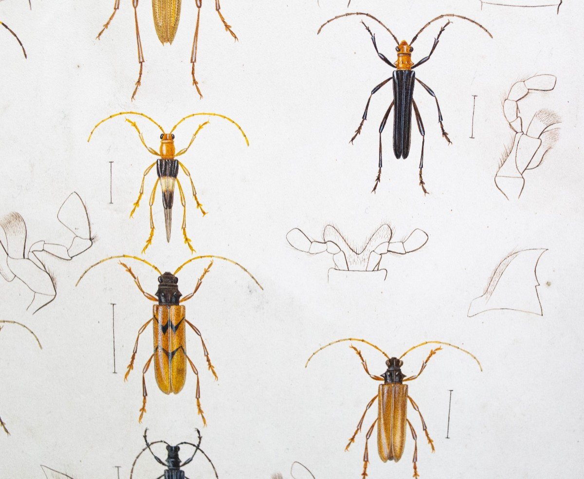 Emile Theophile Blanchard, aquarelle sur papier, "Etude d'insectes", 19e siècle-photo-7