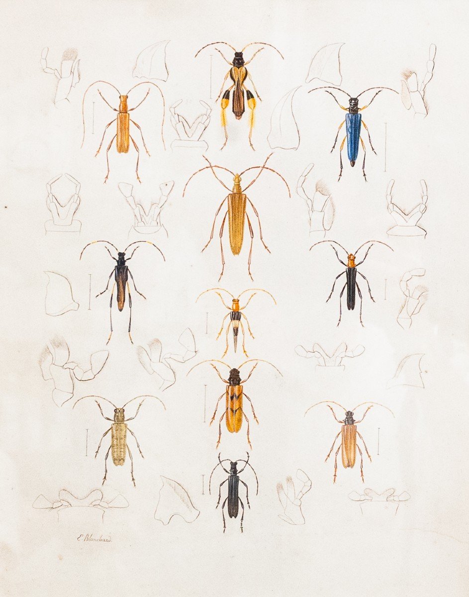 Emile Theophile Blanchard, aquarelle sur papier, "Etude d'insectes", 19e siècle