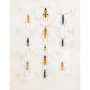 Emile Theophile Blanchard, aquarelle sur papier, "Etude d'insectes", 19e siècle
