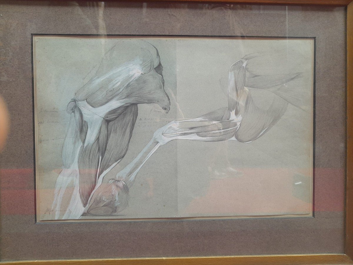 Enhanced And Framed Anatomical Drawing, Horse Leg, Maison-alfort Veterinary School, 1991-photo-2