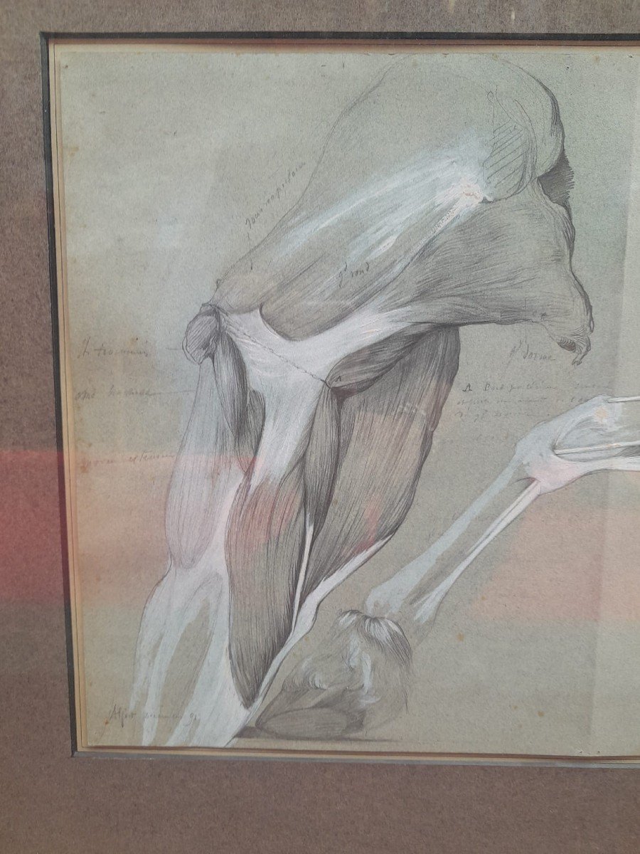 Enhanced And Framed Anatomical Drawing, Horse Leg, Maison-alfort Veterinary School, 1991-photo-3