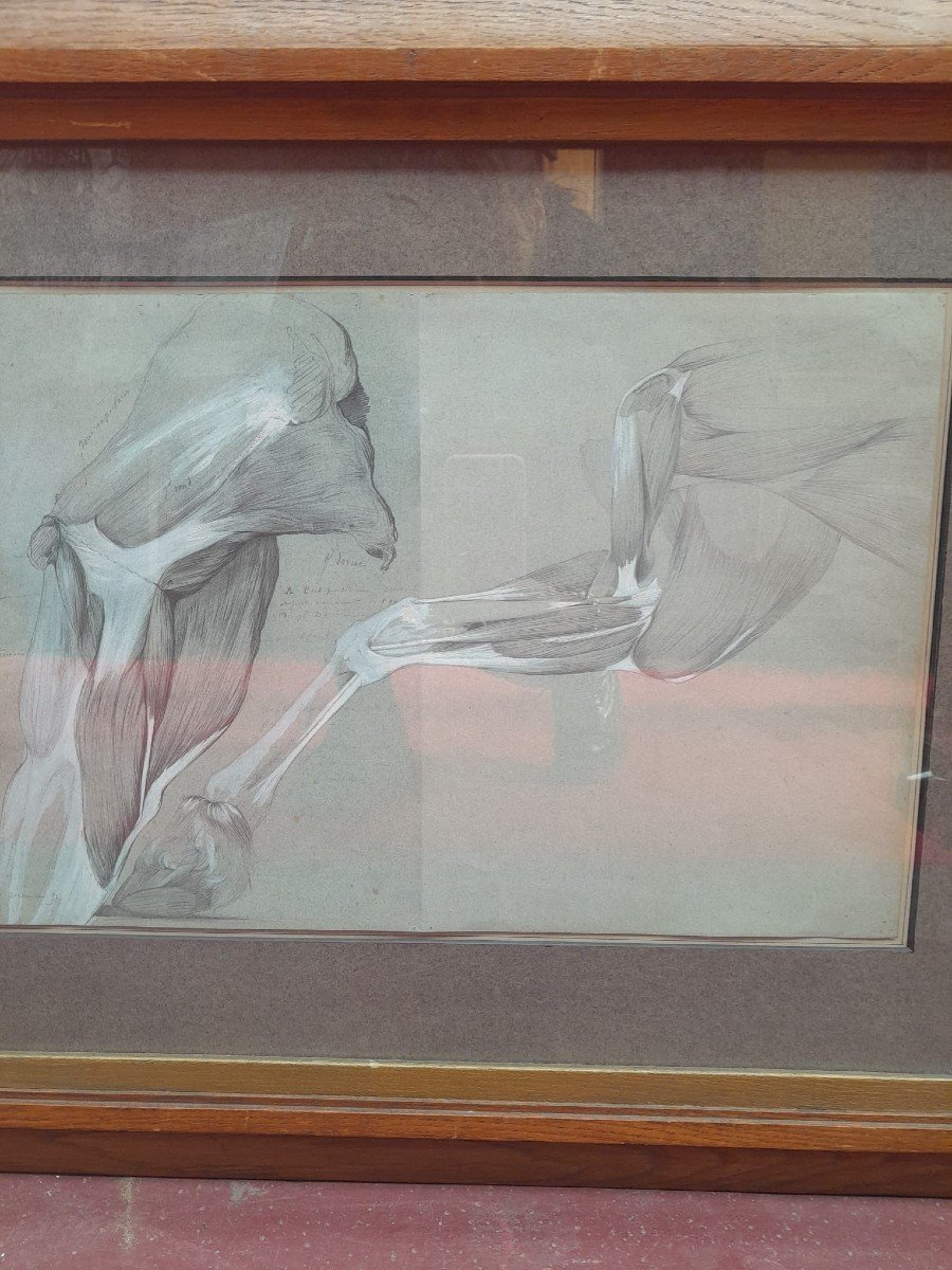 Enhanced And Framed Anatomical Drawing, Horse Leg, Maison-alfort Veterinary School, 1991-photo-5