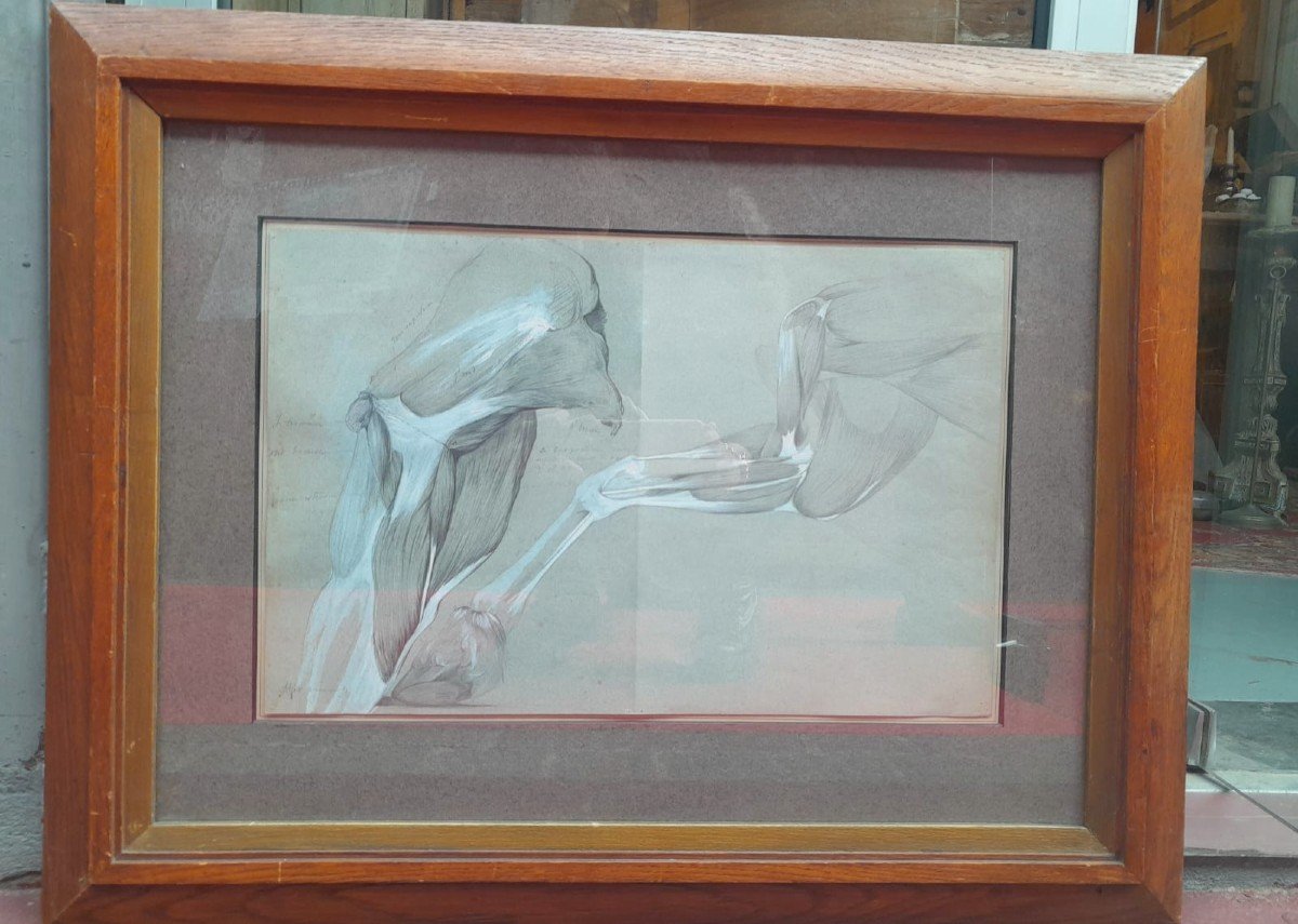 Enhanced And Framed Anatomical Drawing, Horse Leg, Maison-alfort Veterinary School, 1991