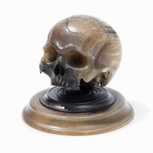 Sculpture En Corne Importante Et Anatomiquement Précise d'Un Crâne. Allemand, XVIIe Siècle.  