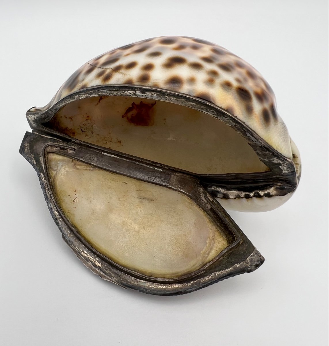 Shell Snuff Box With Silver Mount - 19th Century-photo-2