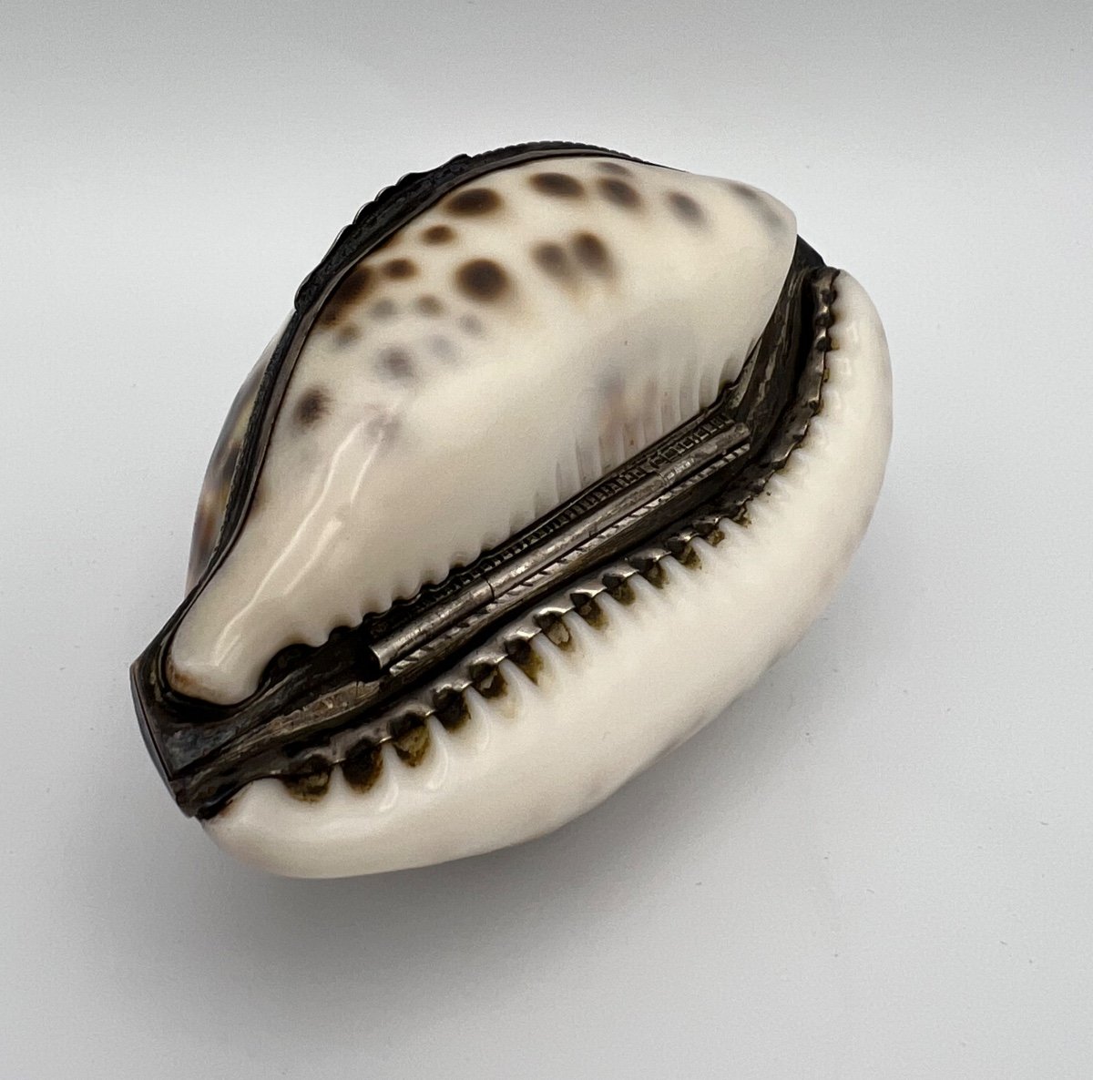 Shell Snuff Box With Silver Mount - 19th Century-photo-4