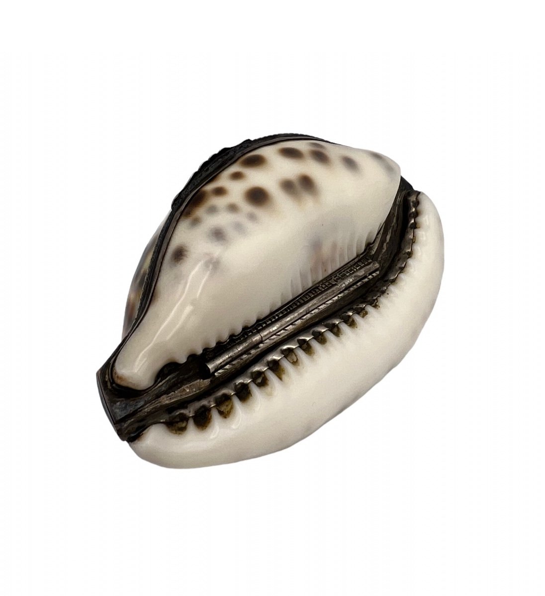 Shell Snuff Box With Silver Mount - 19th Century