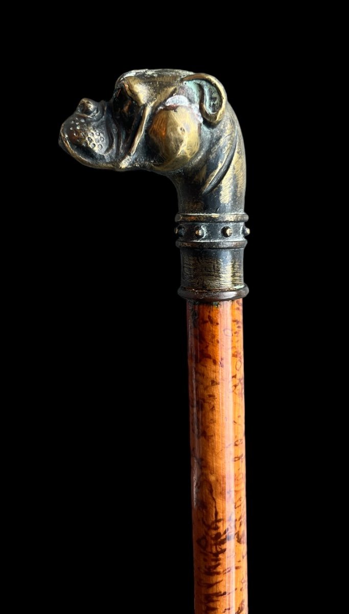 Wooden Cane With Bronze Bulldog Head - European - Late 19th/early 20th Century-photo-1