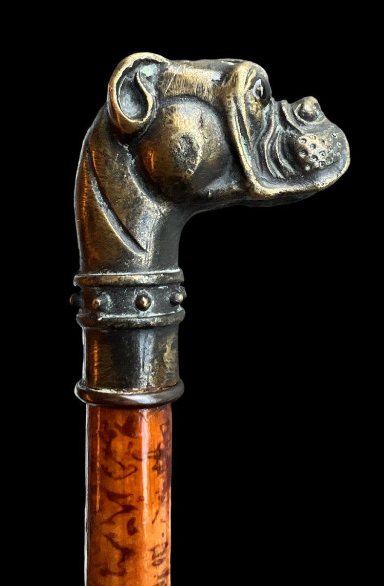 Wooden Cane With Bronze Bulldog Head - European - Late 19th/early 20th Century-photo-4