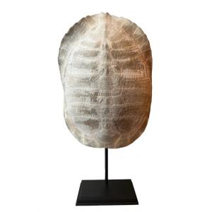 Turtle Shell With Professional Base - Early 20th Century