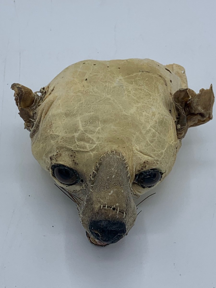 Head Of Dog, Animal, Object Of Curiosity, 1900-photo-2