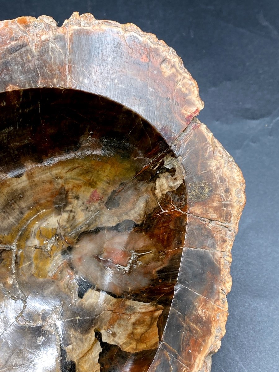 Petrified Wood Ashtray, Fossilized -photo-3