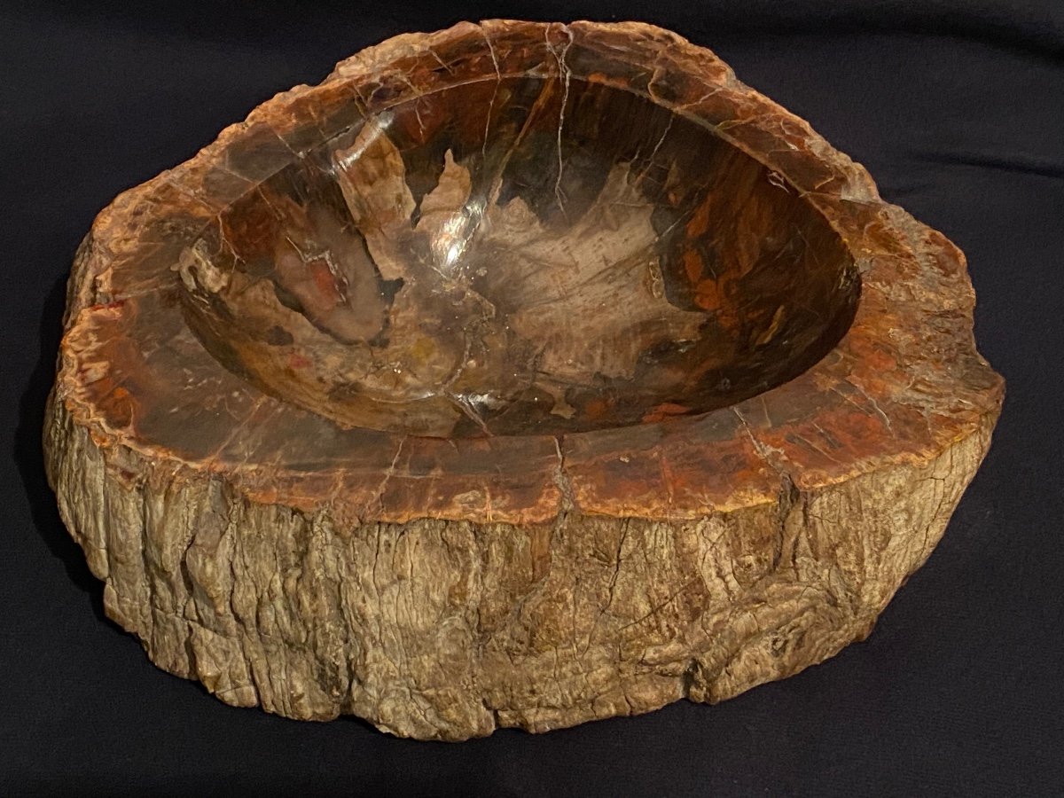 Petrified Wood Ashtray, Fossilized -photo-3