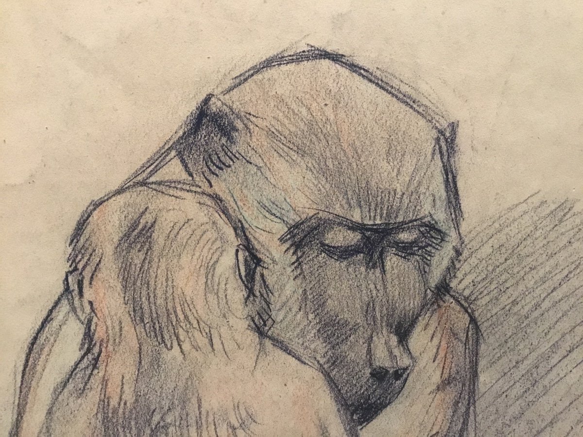 Gj Staller - Charcoal Drawing Baboon And Baby 1917-photo-2