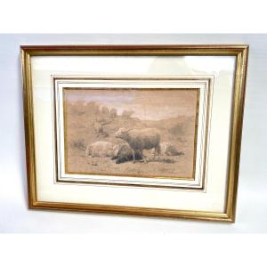 Pencil By Auguste François Bonheur - The Sheep 