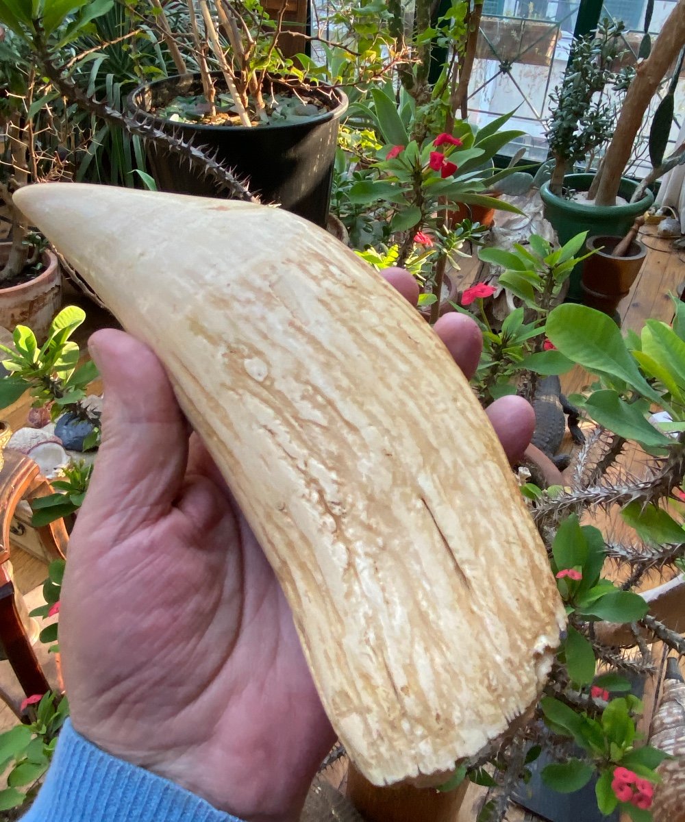 Fabulous Sperm Whale Tooth-photo-3