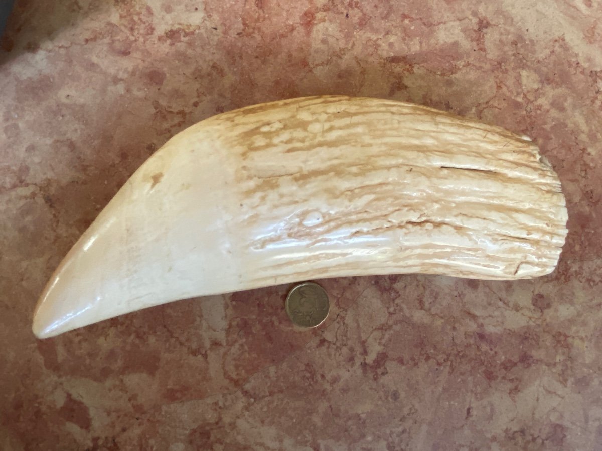 Fabulous Sperm Whale Tooth-photo-4