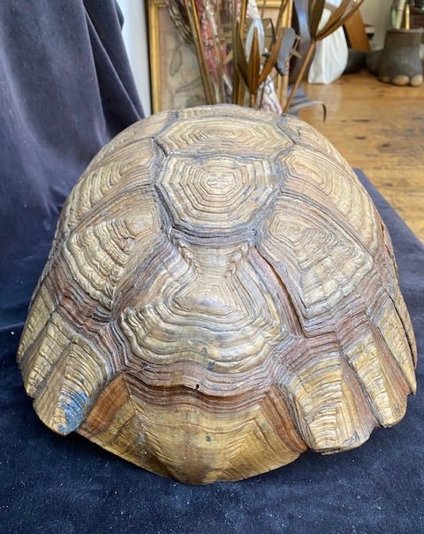 Very Large Sand Turtle Shell-photo-3