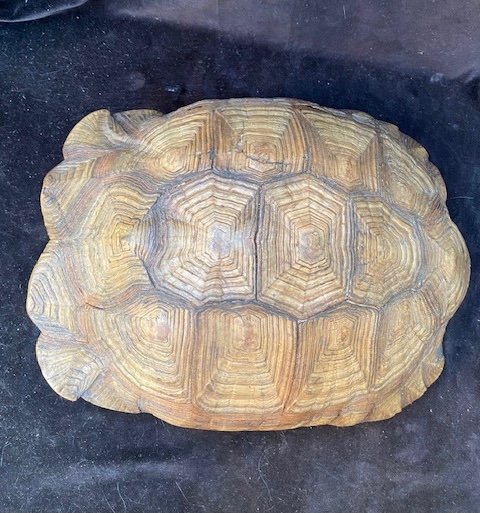 Very Large Sand Turtle Shell